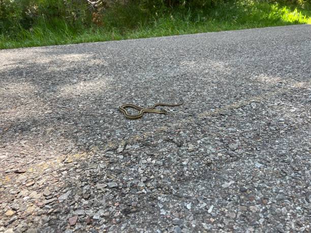 istock Reptile Moving on Asphalt 2169791358