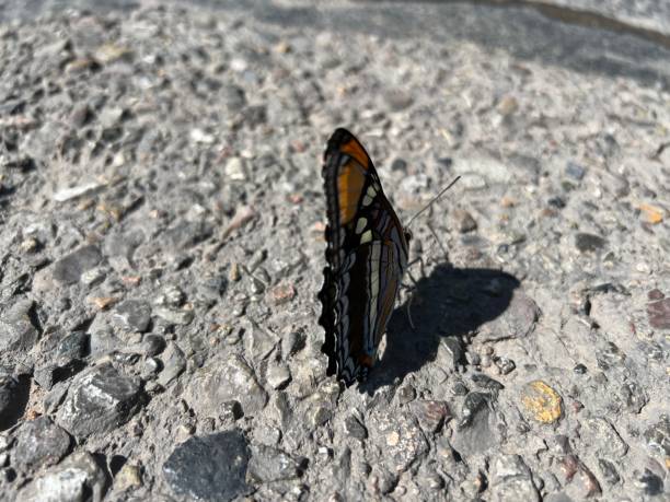 istock Butterfly on Rough Rocky Terrain 2169791390