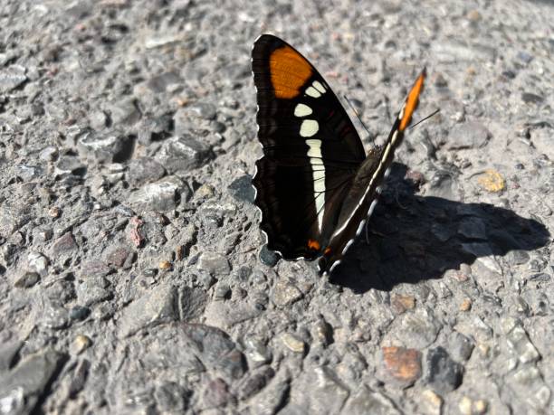 istock Detailed Butterfly on Rough Rock 2169791422