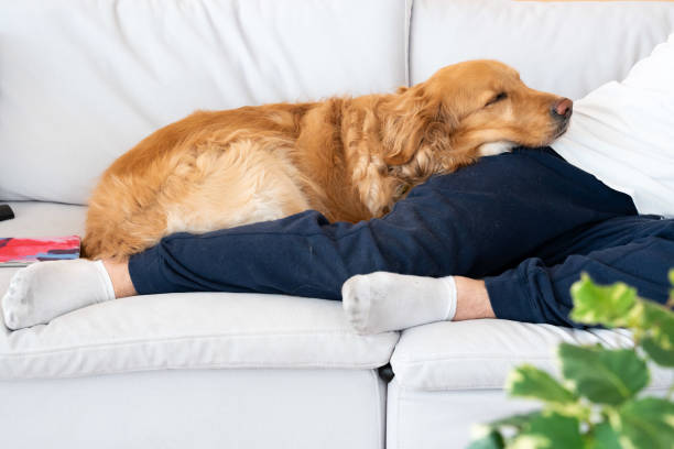 istock Golden Retriever Dog Sleeping on Owner’s Lap – Cozy Home Moment 2169792921