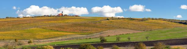 istock vineyard, autumn in the vineyard, yellow coloured vine 2169795021