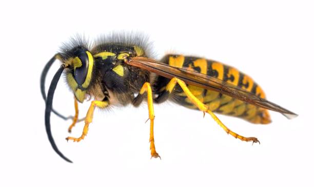 istock European common wasp German wasp Vespula Vulgaris 2169795033