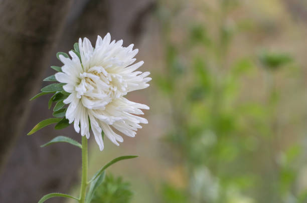 wild flower