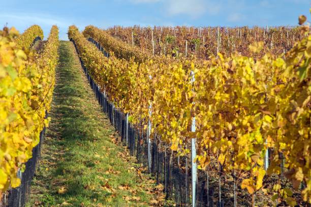 istock vineyard, autumn in the vineyard yellow coloured 2169795313