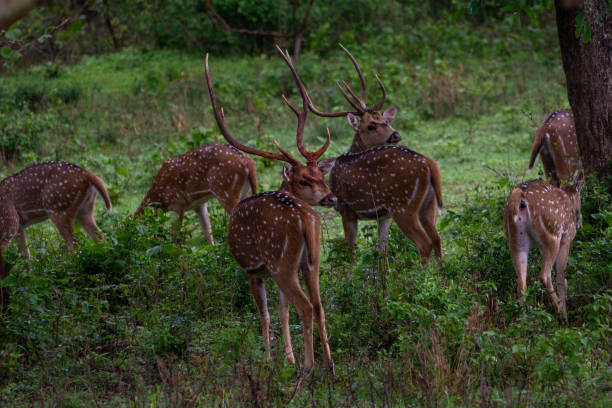 istock Herd of Spotted Deer 2169796294
