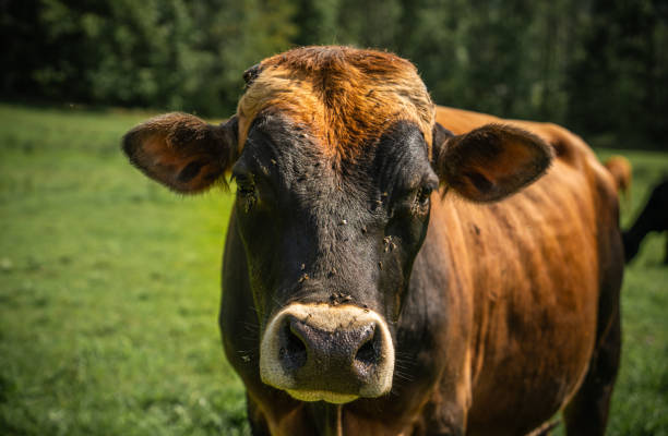 istock Curious Cow Looking at Camera in New York Field 2169796868