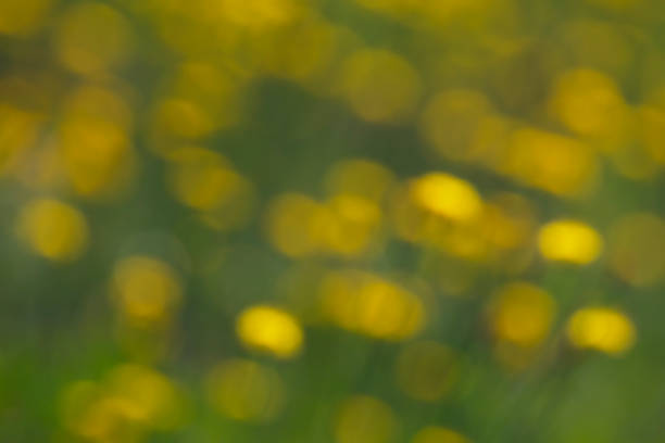View of blurred dandelion flowers.
