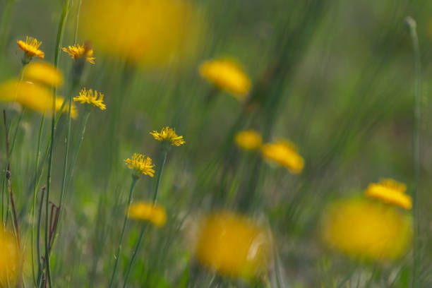 View of a meadow with blurred Dandelions.