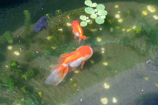 istock Goldfish in aquarium fish pond close up 2169801860