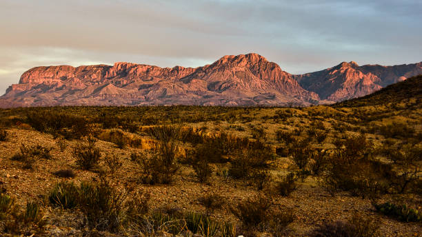 Golden LIght on the Chisos stock photo