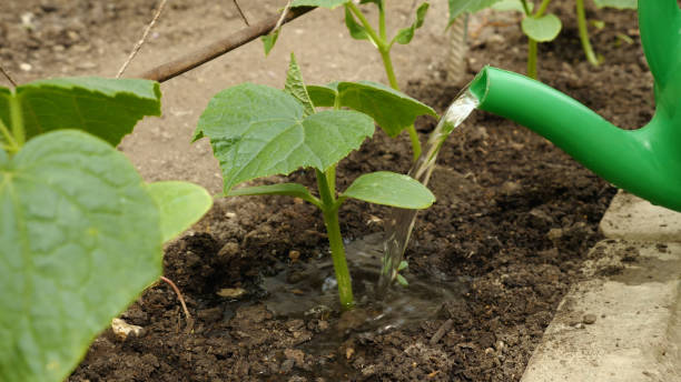 istock A watering can watering young cucumber seedlings 2169802624