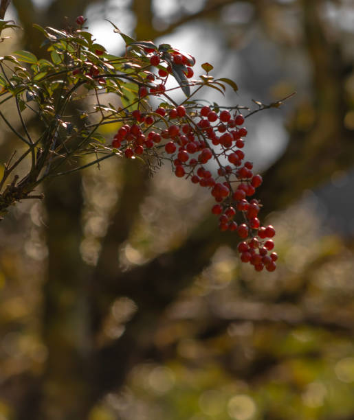 istock Nandina domestica 2169802861