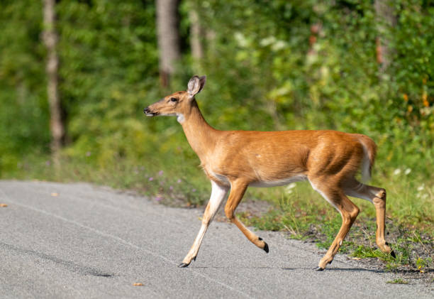 istock White Tailed Doe crossing street #1 2169803459