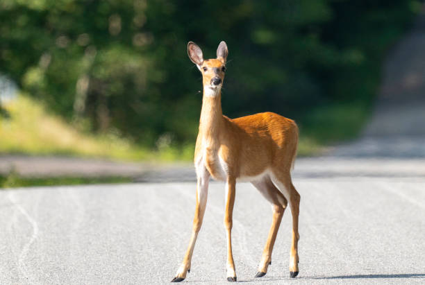istock White Tailed Doe crossing street #2 2169803485