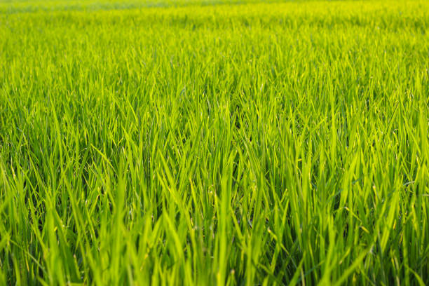 Young rice field on beginning rainy season
