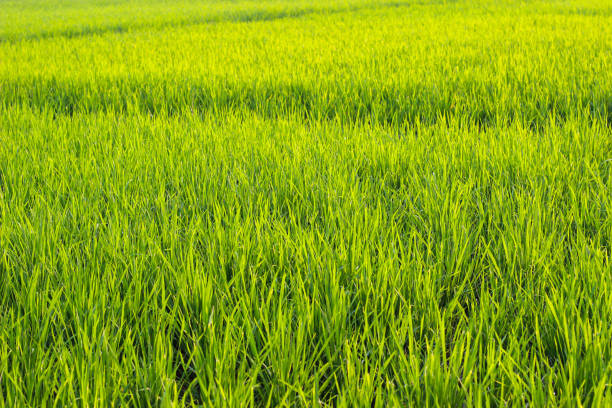 Young rice field on beginning rainy season