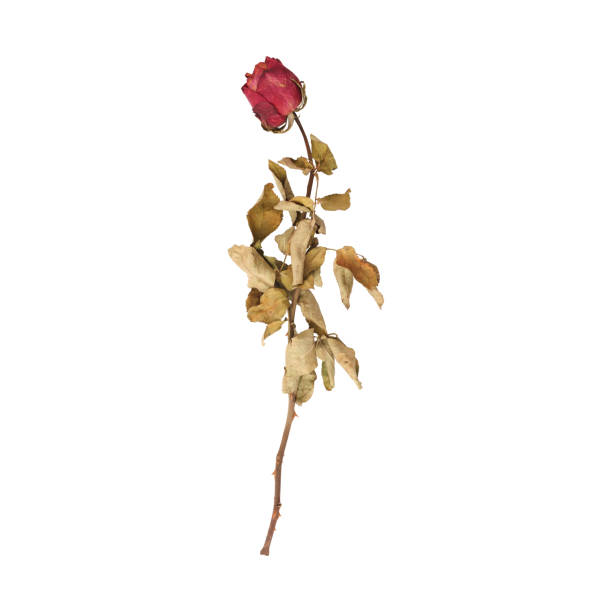 istock Close up a beautiful dry dead rose flower stem 2169805318