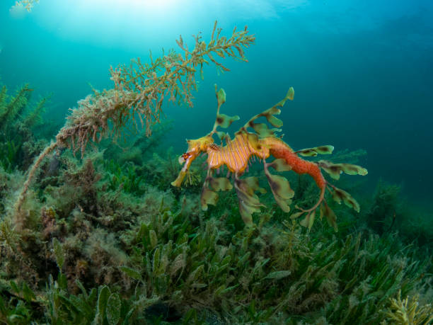 Pregnant Male Leafy Seadragon Underwater