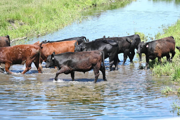 istock Cattle Crossing the Creek 2169805509