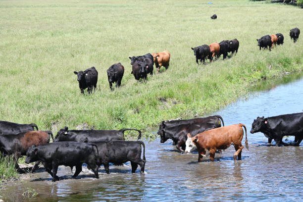 istock Cattle Crossing the Creek 2169806019