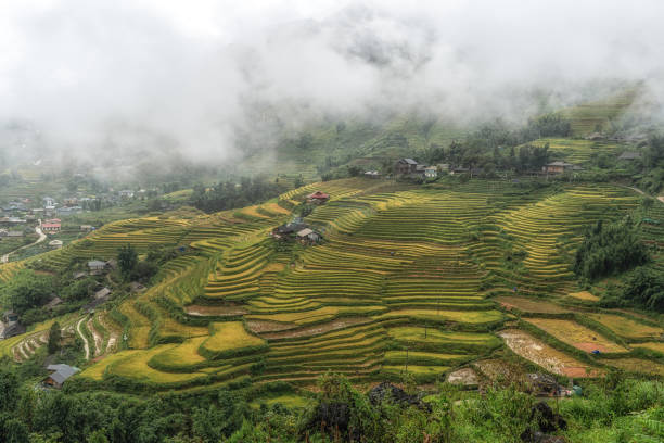 istock Sapa rice terrace field 2169807068