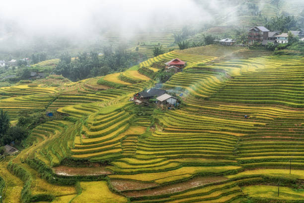 a small farm house in Sapa terraced rice fields taken right before the harvest season. Rice terrace view covered in rain fog taken in Sapa, Vietnam.