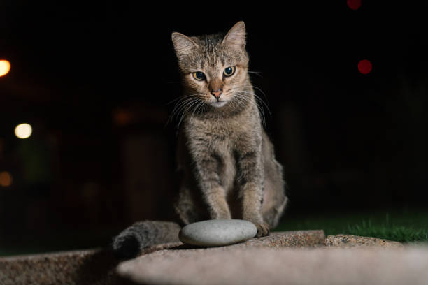 Tabby cat sitting gracefully, staring at the camera.