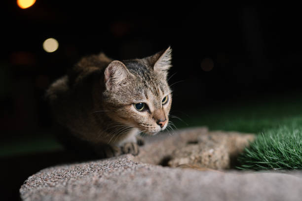 Close up tabby cat attentively observing to the right.