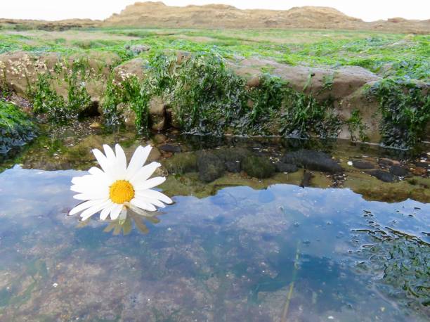 a daisy goes to the beach