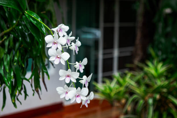 Beautiful white orchid natural background