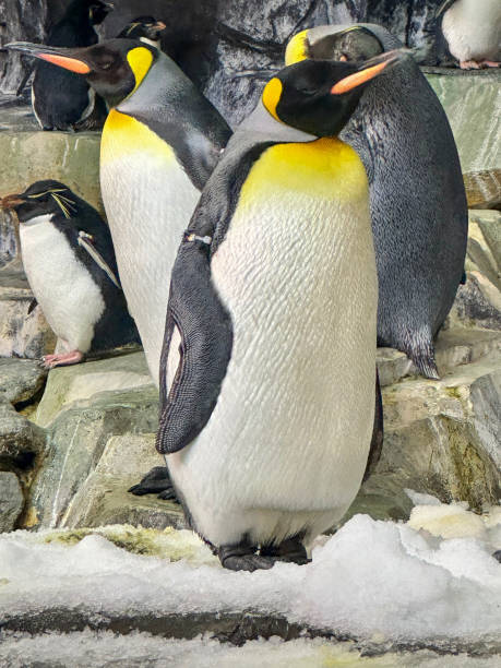 istock Beautiful black and white penguins at aquarium 2169811152