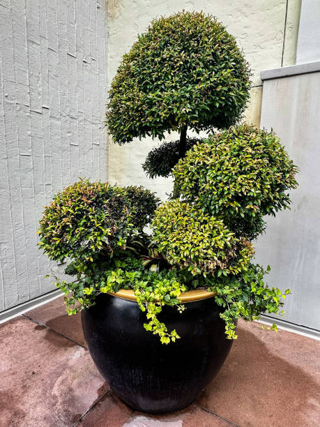istock Large green tree in black shiny pot 2169811173