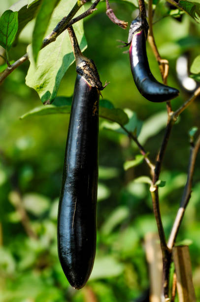 istock Fresh eggplant fruit growing in garden 2169813071