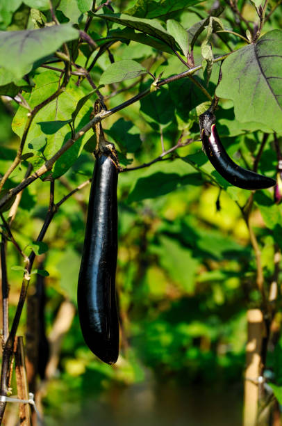 istock Fresh eggplant fruit growing in garden 2169813211