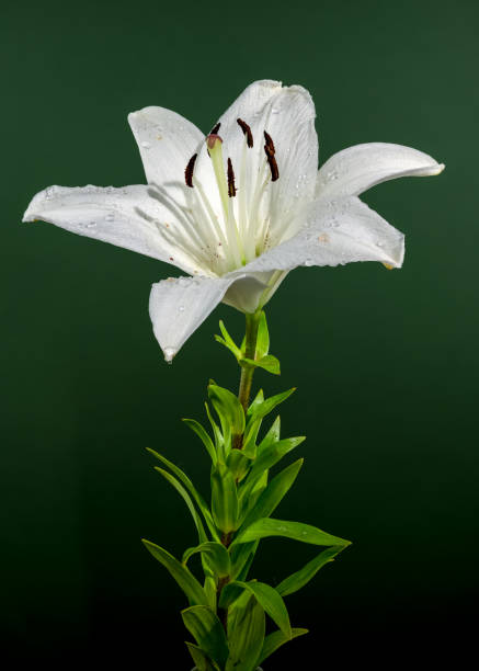 Beautiful Blooming white lily flower on a green background. Flower head close-up.