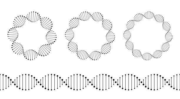 DNA pattern frame in biology medical science vector icon Biology DNA structure pattern frame in circular form. Vector graphic design. genetic makeup stock illustrations