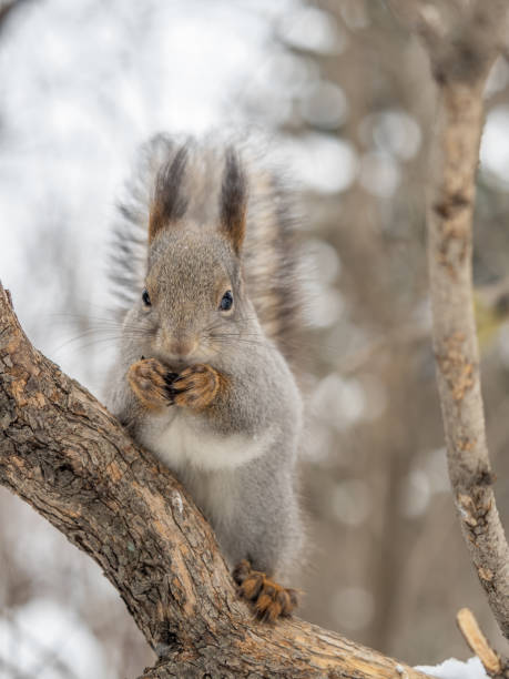istock The squirrel with nut sits on tree in the winter or late autumn. 2169818019