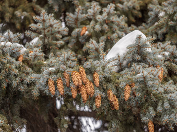 istock Green fir branches in winter covered with snow 2169818065