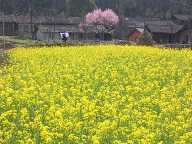 istock Large fields of yellow rapeseed flowers 2169818920