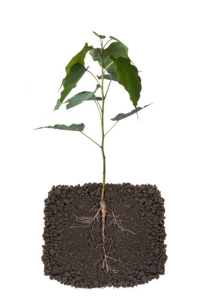 istock Growing plant with underground root visible,on white background 2169819666