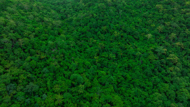 istock Aerial view of mixed forest, deciduous trees, greenery and waterfalls flowing through the forest. The rich natural ecosystem of rainforest concept is all about conservation and natural reforestation. 2169820123