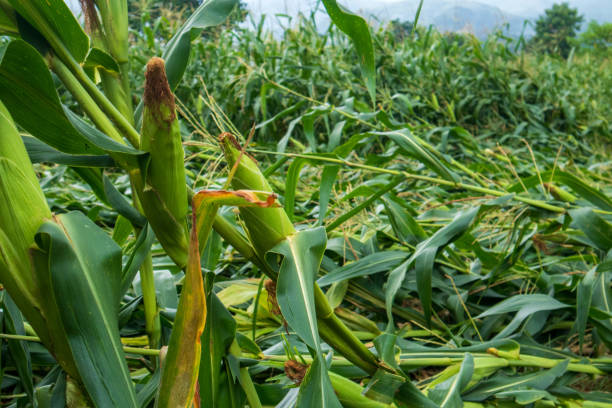 The summer storms and torrential rainstorms caused the corn plants to collapse on the plot.