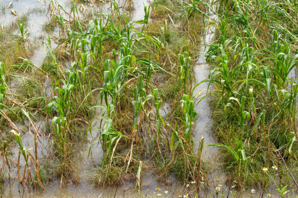 Disaster flooding at a corn farm with toxic summer storms and torrential rainstorms causing corn plants to collapse on the plots.