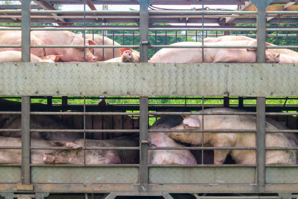 istock A cute, dirty pig in a cage is ready to be sold. 2169821714