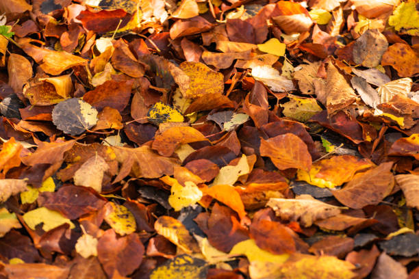 istock Many fallen leaves in a mountain forest 2169822323