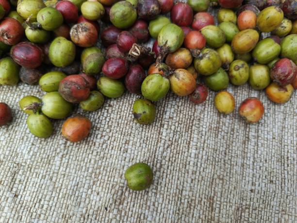 istock he process of drying coffee beans with their outer skin still attached 2169822333