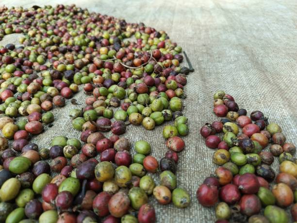 istock he process of drying coffee beans with their outer skin still attached 2169822421
