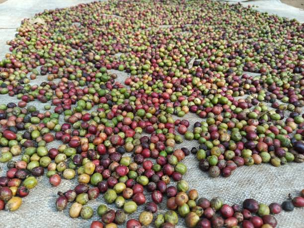 istock he process of drying coffee beans with their outer skin still attached 2169822441