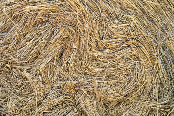 Low Section Of Woman Standing On Grass