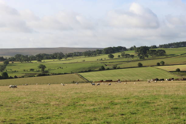 istock Sheep grazing in countryside fields in summer 2169824803